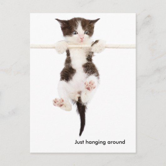 schattige kitten rondhangen briefkaart (Voorkant)