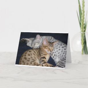 SCHATTIGE KITTENEN KAART