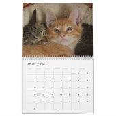 Schattige Kittens 2027 Kalender (Jan 2027)
