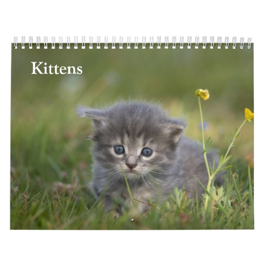 Schattige Kittens 2027 Kalender (Hoes)