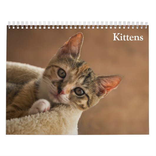 Schattige Kittens 2027 Kalender (Hoes)