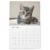 Schattige Kittens 2027 Kalender (Mar 2027)