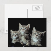 Schattige Kittens Briefkaart (Voorkant / Achterkant)