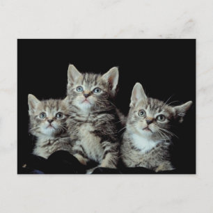 Schattige Kittens Briefkaart