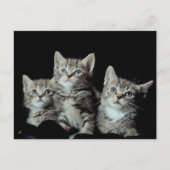Schattige Kittens Briefkaart (Voorkant)