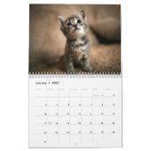 Schattige Kittens-fotokalender Kalender (Jan 2027)