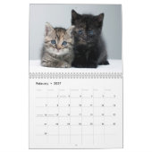 Schattige Kittens-fotokalender Kalender (Feb 2027)