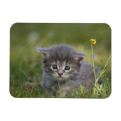 Schattige Kittens Magneet (Horizontaal)