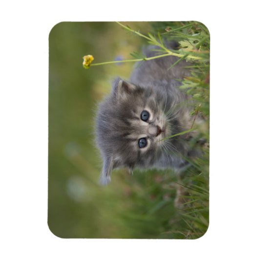 Schattige Kittens Magneet (Verticaal)