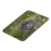 Schattige Kittens Magneet (Linkerzijde)