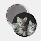 Schattige Kittens Magneet (Voorkant / Achterkant)