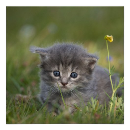Schattige Kittens Perfect Poster (Voorkant)
