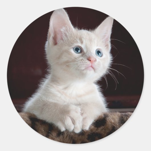 Schattige Kittens Ronde Sticker (Voorkant)