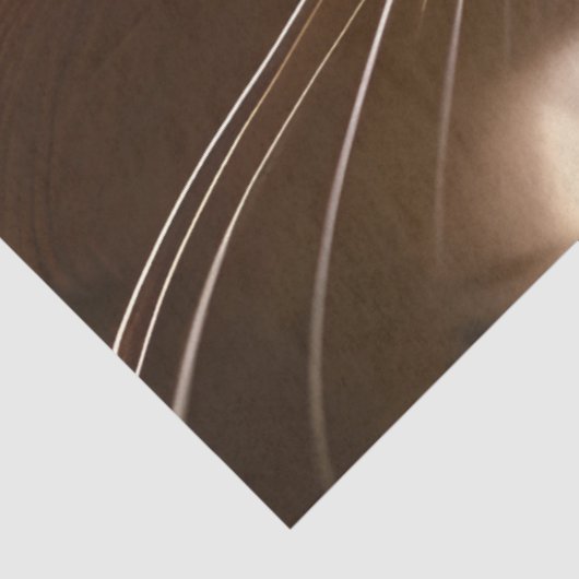 Schattige Kitty cat, Turquoise Eyes Tissuepapier (Detail)