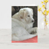 Schattige klein wit hondenportret kaart (Gele Bloem)