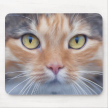 Schattige kleine keukenkat