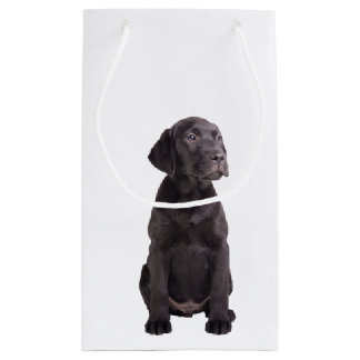 schattige kleine labrador rekwalvis klein cadeauzakje