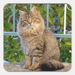Schattige Kleine Tabby Kat Huisdier Dier Kitten Vierkante Sticker