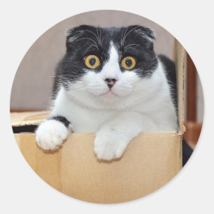 Schattige Kleine Tuxedo Kat Huisdier Dier Kitty Ronde Sticker