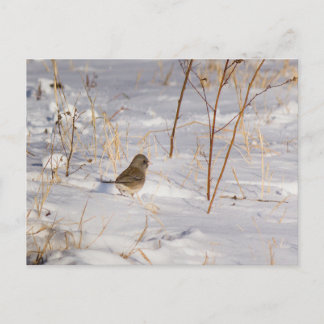 Schattige kleine vogel in de sneeuw briefkaart