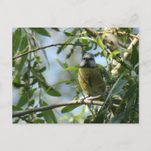 Schattige Kleurrijk Vogel DIY Briefkaart