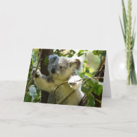 Schattige Koala Beer Bestemming Natuur Aussi Outba
