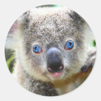 Schattige Koala Beer Ronde Sticker