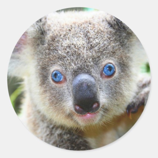 Schattige Koala Beer Ronde Sticker (Voorkant)