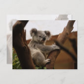Schattige Koala Beer Rust in een Boom Briefkaart (Voorkant / Achterkant)