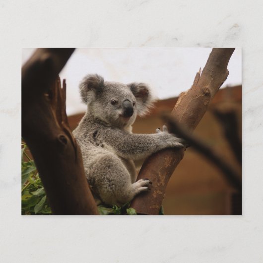 Schattige Koala Beer Rust in een Boom Briefkaart (Voorkant)