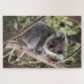 Schattige koala in boom legpuzzel (Horizontaal)