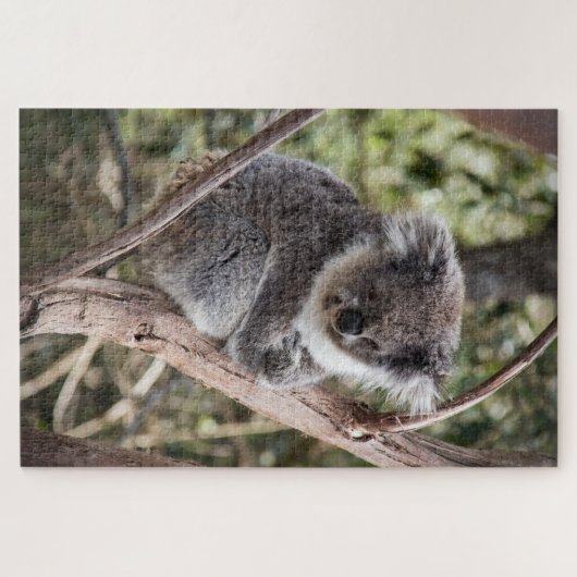 Schattige koala in boom legpuzzel (Horizontaal)