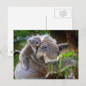 Schattige Koala's Briefkaart (Voorkant / Achterkant)