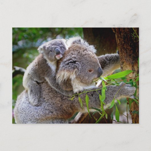 Schattige Koala's Briefkaart (Voorkant)