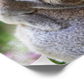 Schattige Koala's Foto Afdruk (Hoek)