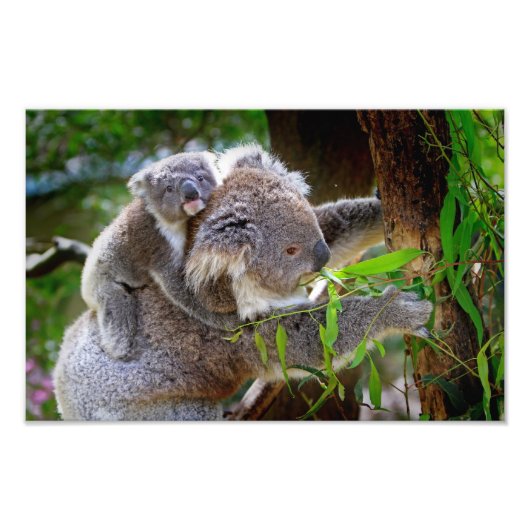 Schattige Koala's Foto Afdruk (Voorkant)