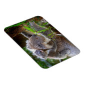 Schattige Koala's Magneet (Rechterzijde)
