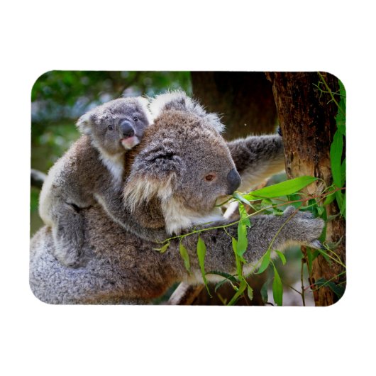Schattige Koala's Magneet (Horizontaal)