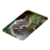 Schattige Koala's Magneet (Linkerzijde)