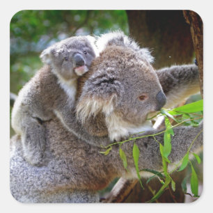 Schattige Koala's Vierkante Sticker
