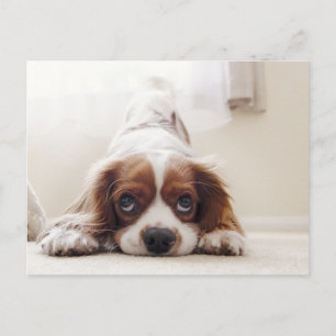 Schattige koning Charles Cavalier Spaniel Briefkaa Briefkaart