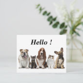 schattige korte haar kat vrienden vezel hond briefkaart (Staand voorkant)