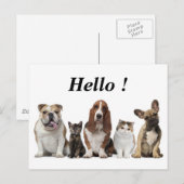 schattige korte haar kat vrienden vezel hond briefkaart (Voorkant / Achterkant)