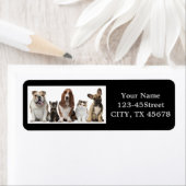 schattige korte haar kat vrienden vezel hond etiket (Insitu)