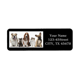 schattige korte haar kat vrienden vezel hond etiket