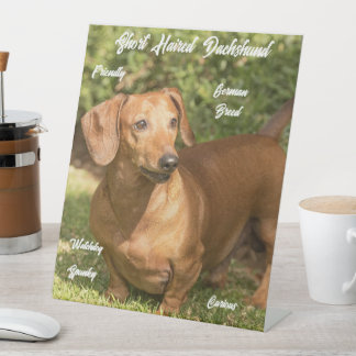 Schattige Kortharige Rode Dachshund Pestastal Bord Reclamebord Met Voetstuk
