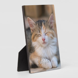 Schattige Krolhaar Naam Kat Verticale Foto Fotoplaat