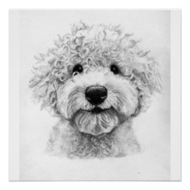 Schattige krullende hondenschets, Lagotto Perfect Poster