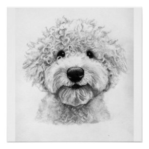 Schattige krullende hondenschets, Lagotto Perfect Poster
