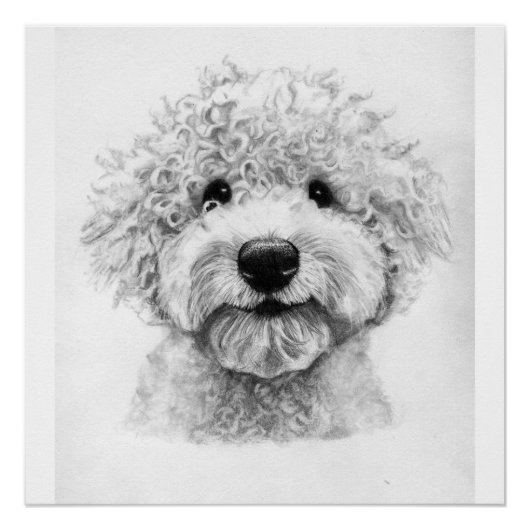 Schattige krullende hondenschets, Lagotto Perfect Poster (Voorkant)